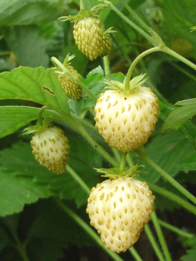 frutilla blanca