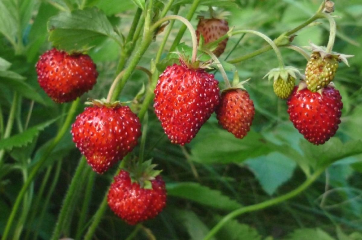 frutilla roja